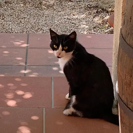 B&B 8380 - Pian Del Molino